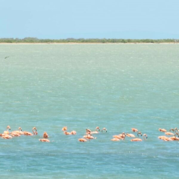 Flamants roses Cayo Cruz